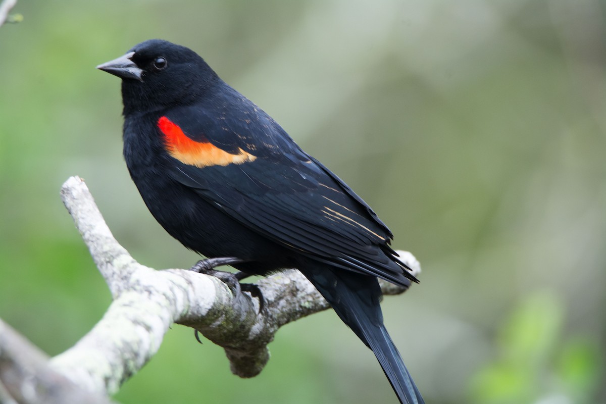 Red-winged Blackbird - ML646288686