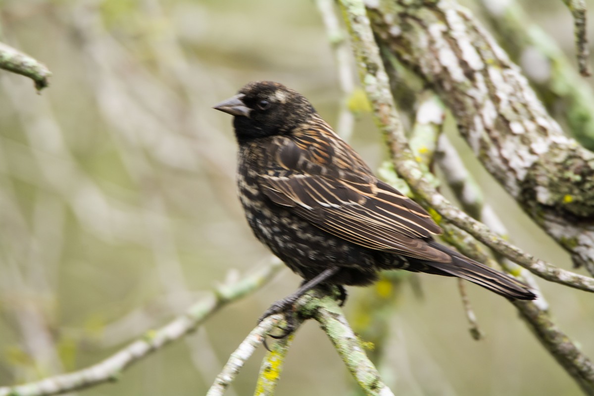 Rotflügelstärling - ML646288687