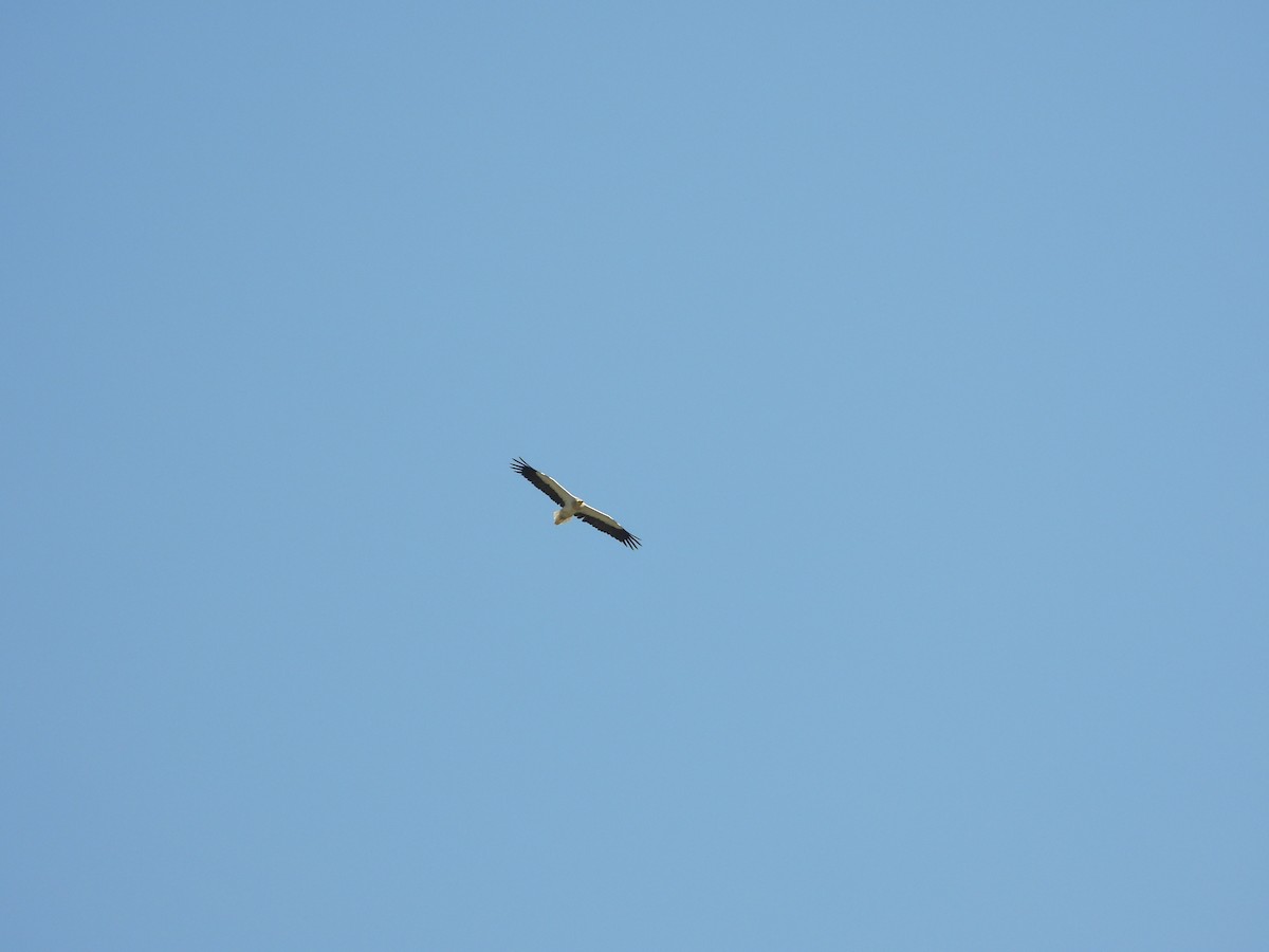 Egyptian Vulture - ML646288688