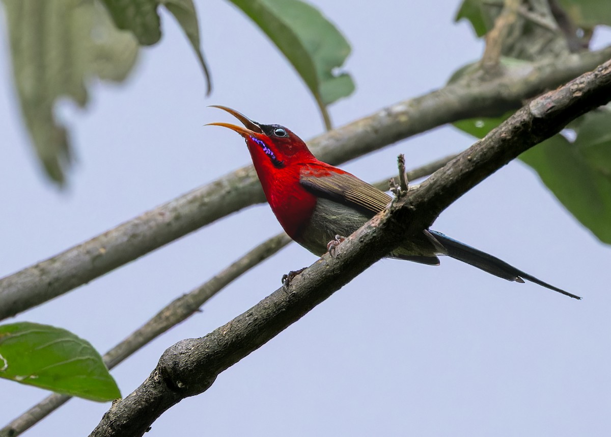 Crimson Sunbird - ML646288689