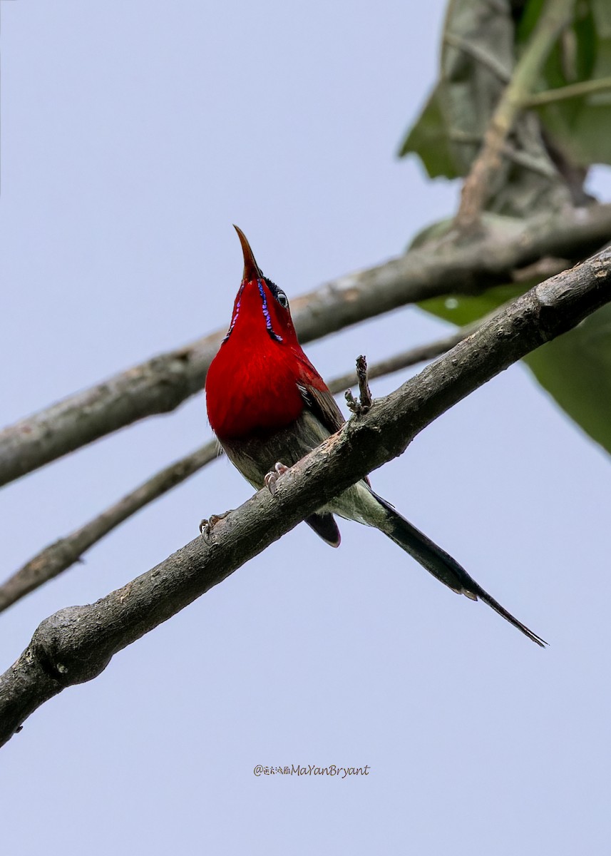 Crimson Sunbird - ML646288690