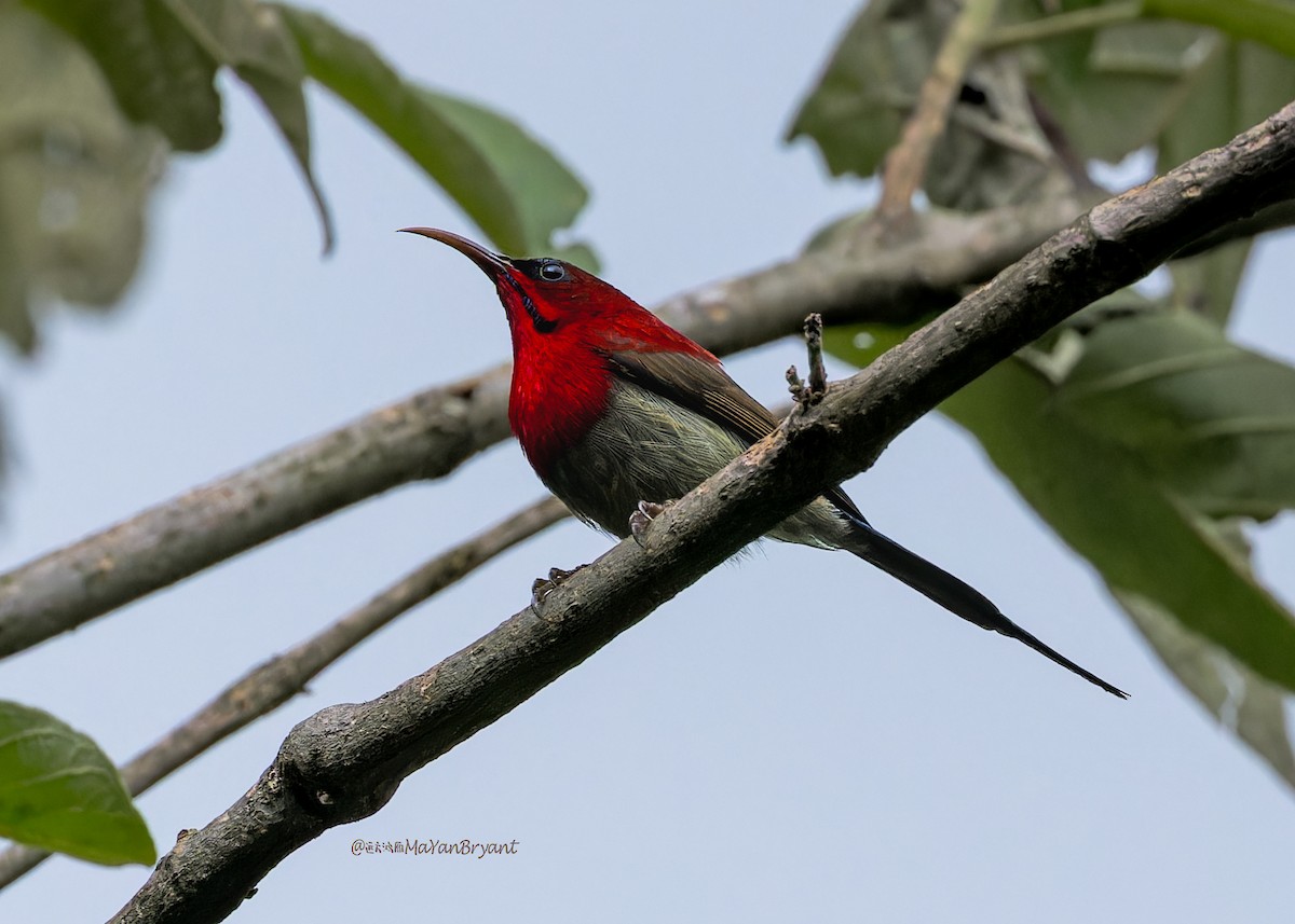 Crimson Sunbird - ML646288691