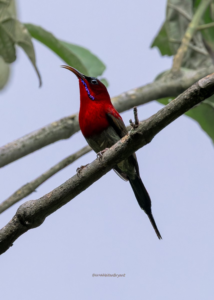 Crimson Sunbird - ML646288692