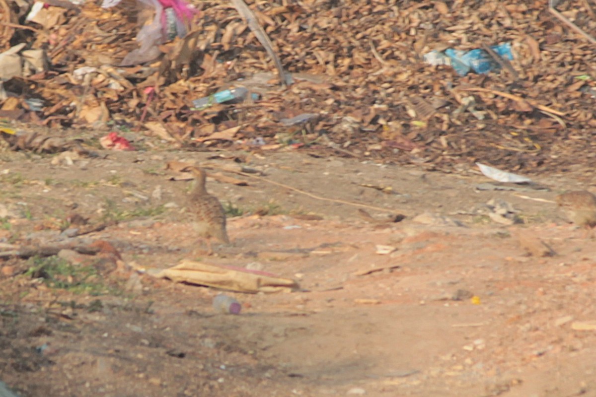 Boz Turaç - ML646288694