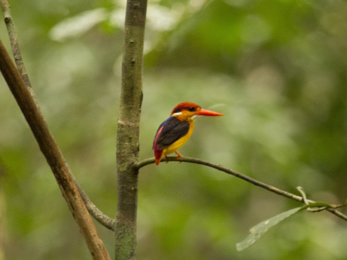 Black-backed Dwarf-Kingfisher - ML646288695