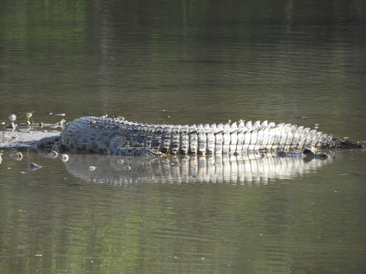 Saltwater Crocodile - ML646288700