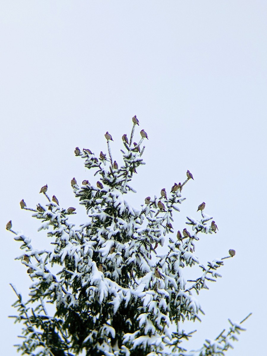 brkoslav severní - ML646288705