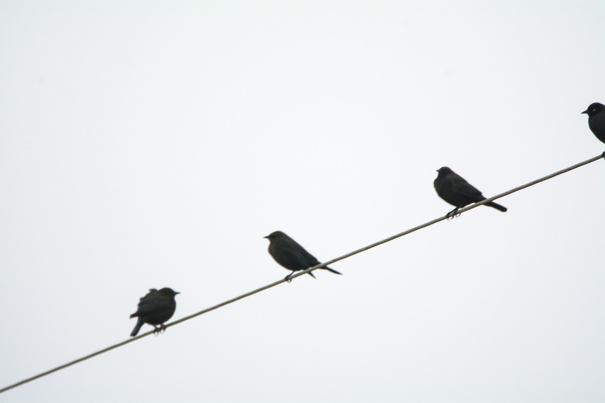 Brewer's Blackbird - ML646288710