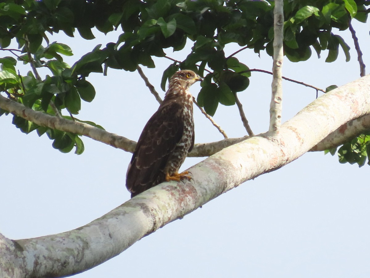 European Honey-buzzard - ML646288711