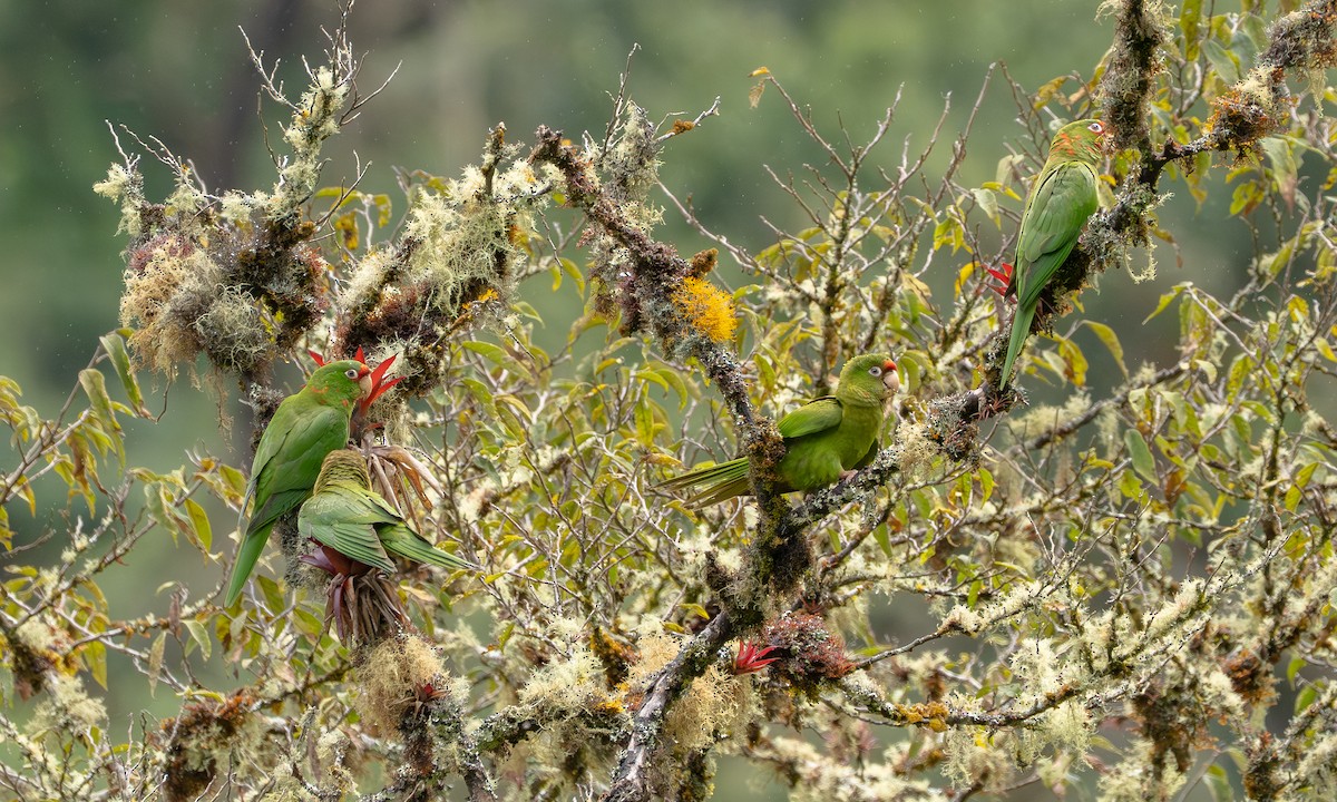 Mitred Parakeet - ML646288721