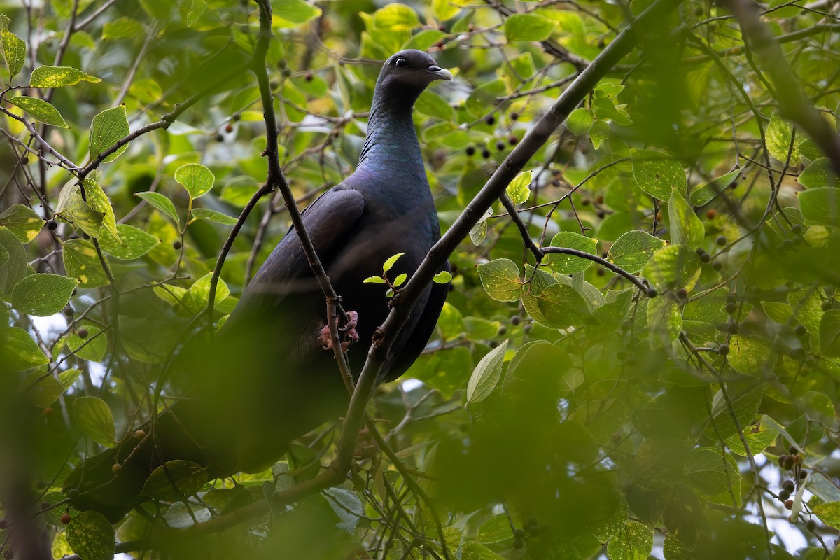 Black Wood-Pigeon - ML646288726