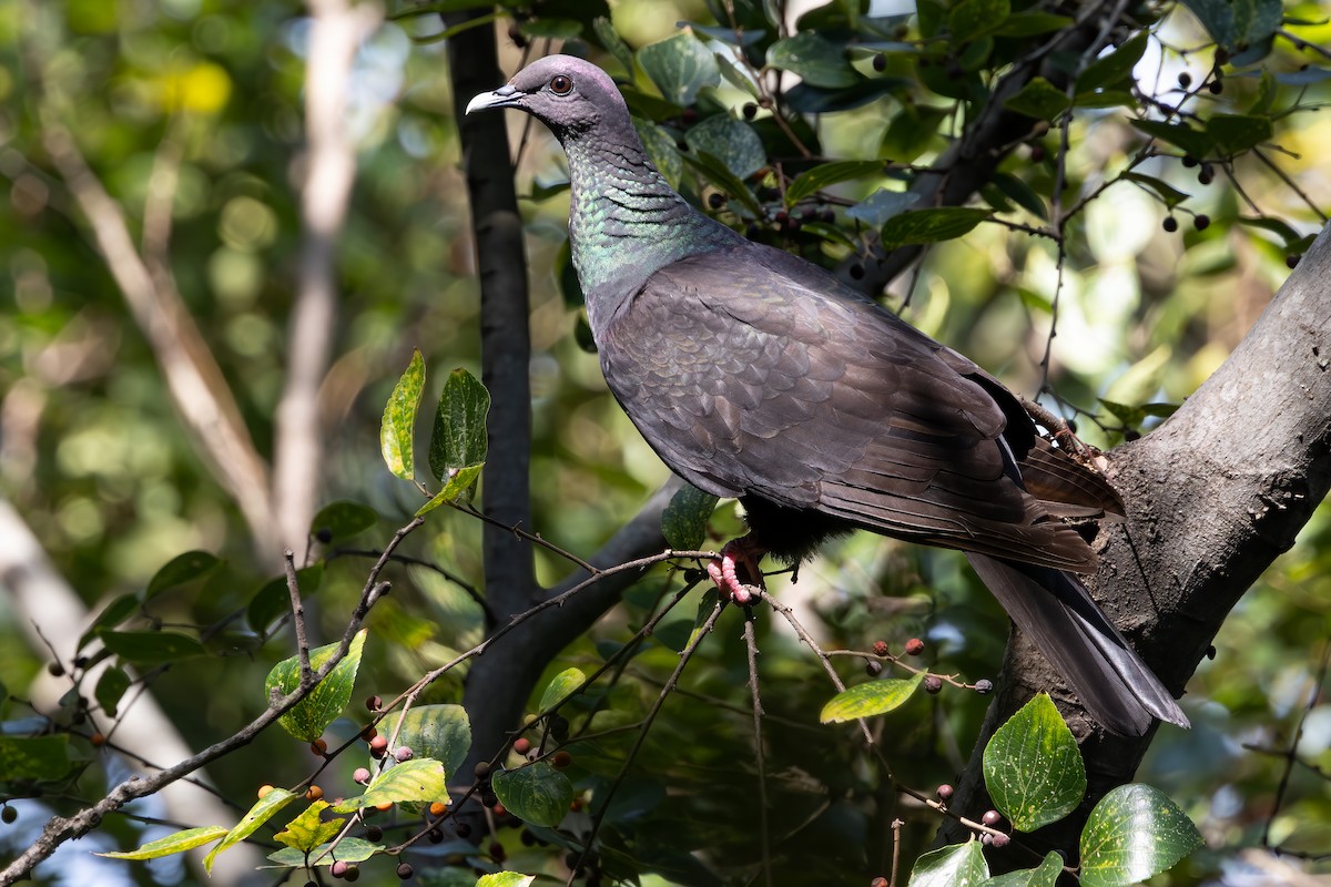 Black Wood-Pigeon - ML646288727