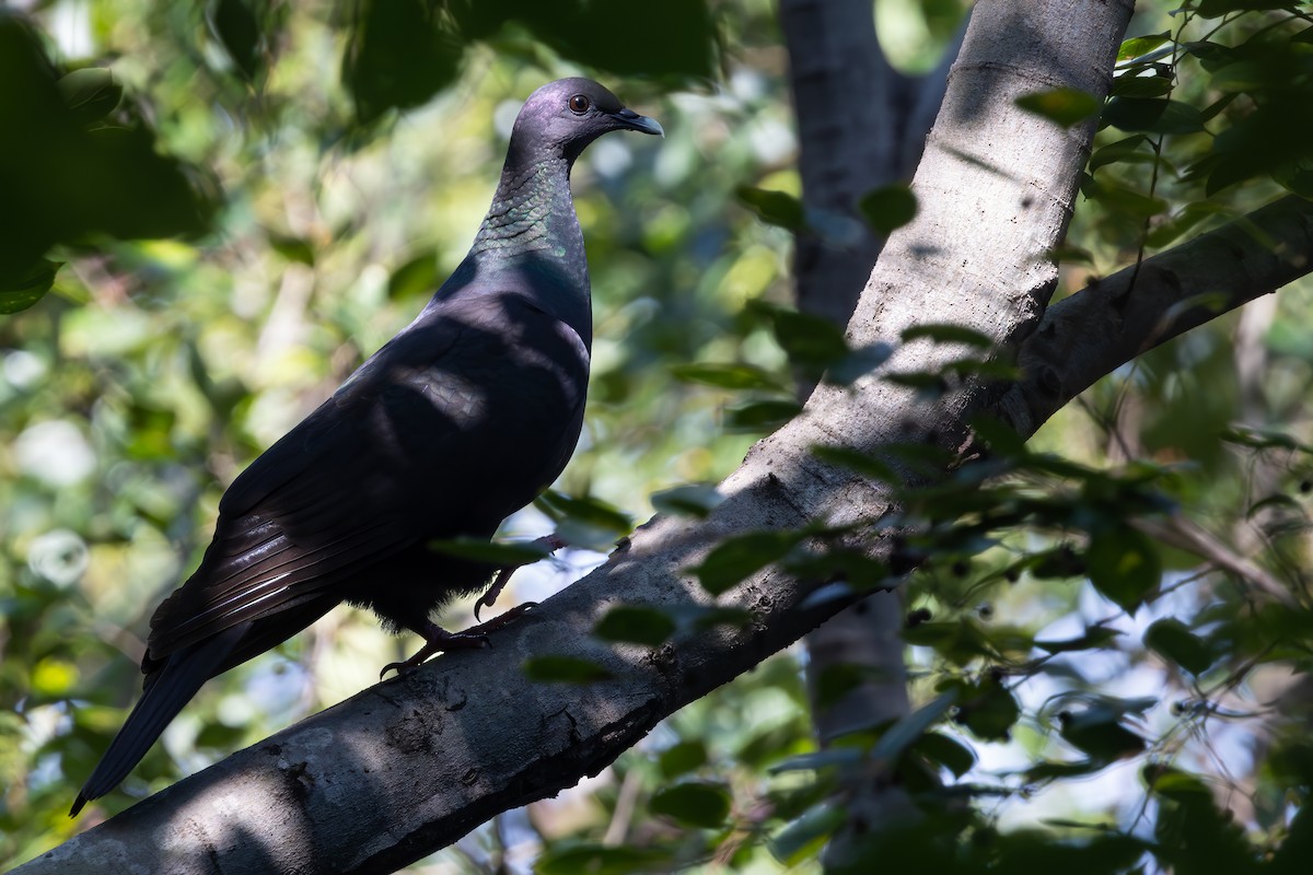 Black Wood-Pigeon - ML646288729
