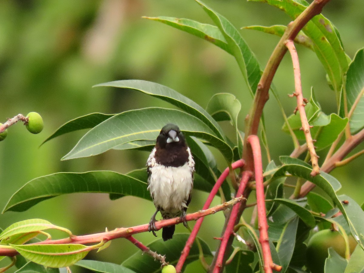 Bronze Mannikin - ML646288730