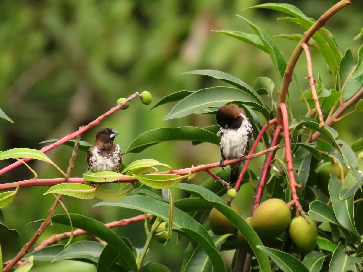 Bronze Mannikin - ML646288731