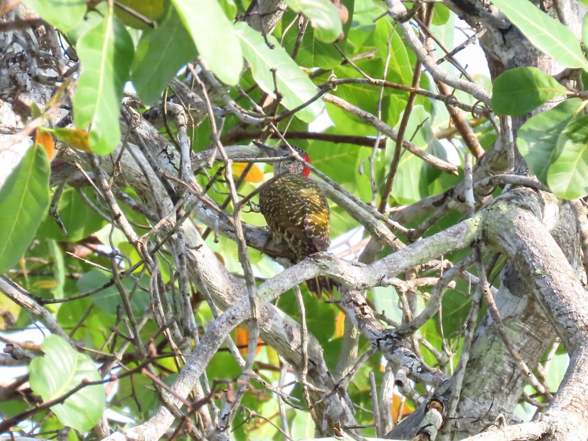 Green-backed Woodpecker - ML646288733