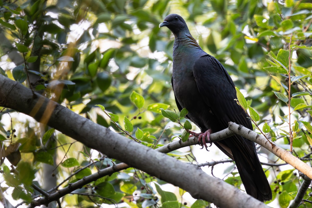 Black Wood-Pigeon - ML646288734