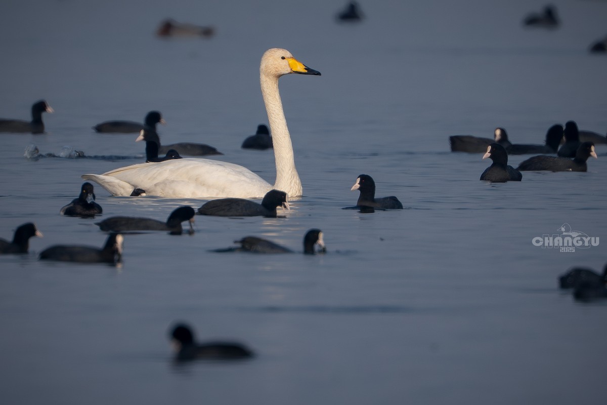 Whooper Swan - ML646288735