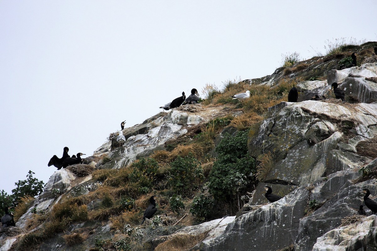 European Shag - ML646288736