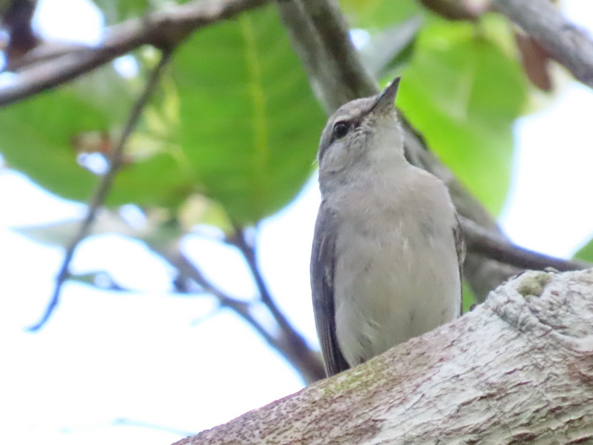 Ashy Flycatcher - ML646288737