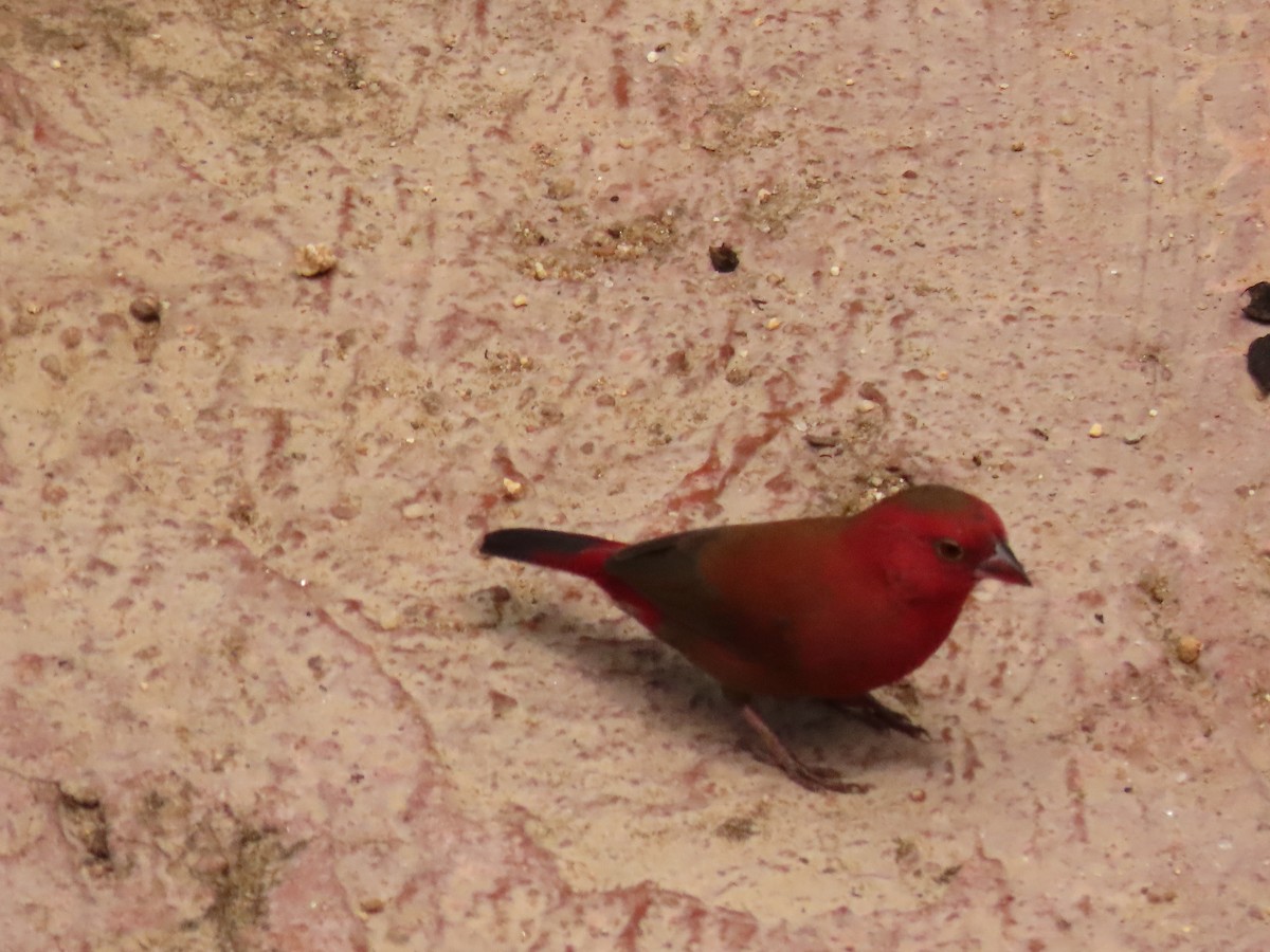 Red-billed Firefinch - ML646288739