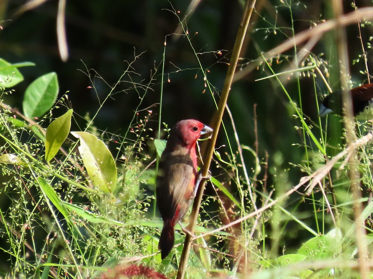 African Firefinch - ML646288740