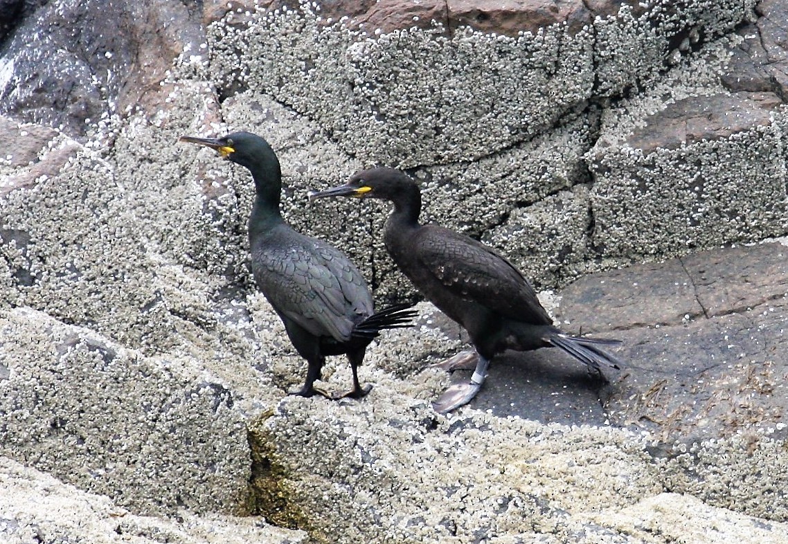 European Shag - ML646288741