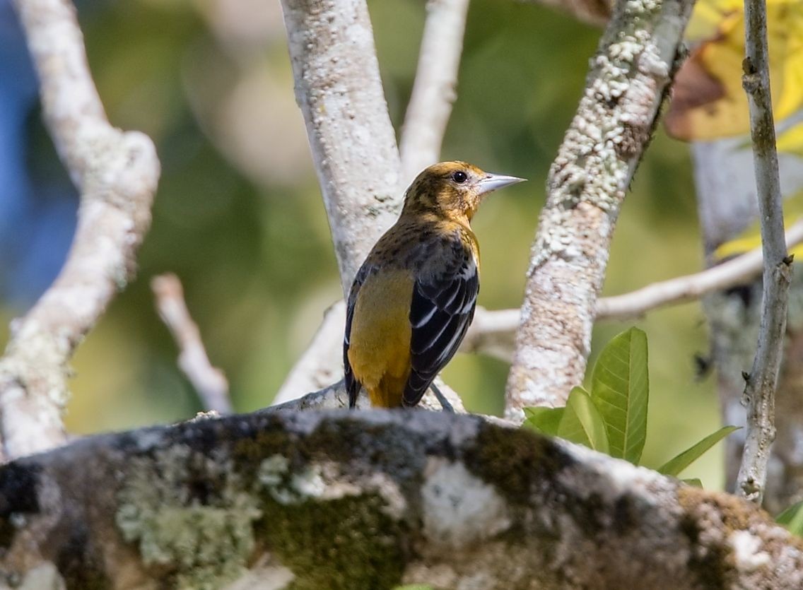 Baltimore Oriole - ML646288743