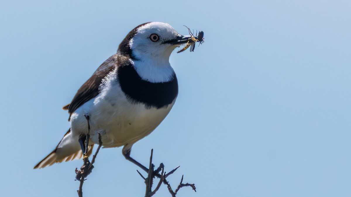 White-fronted Chat - ML646288744