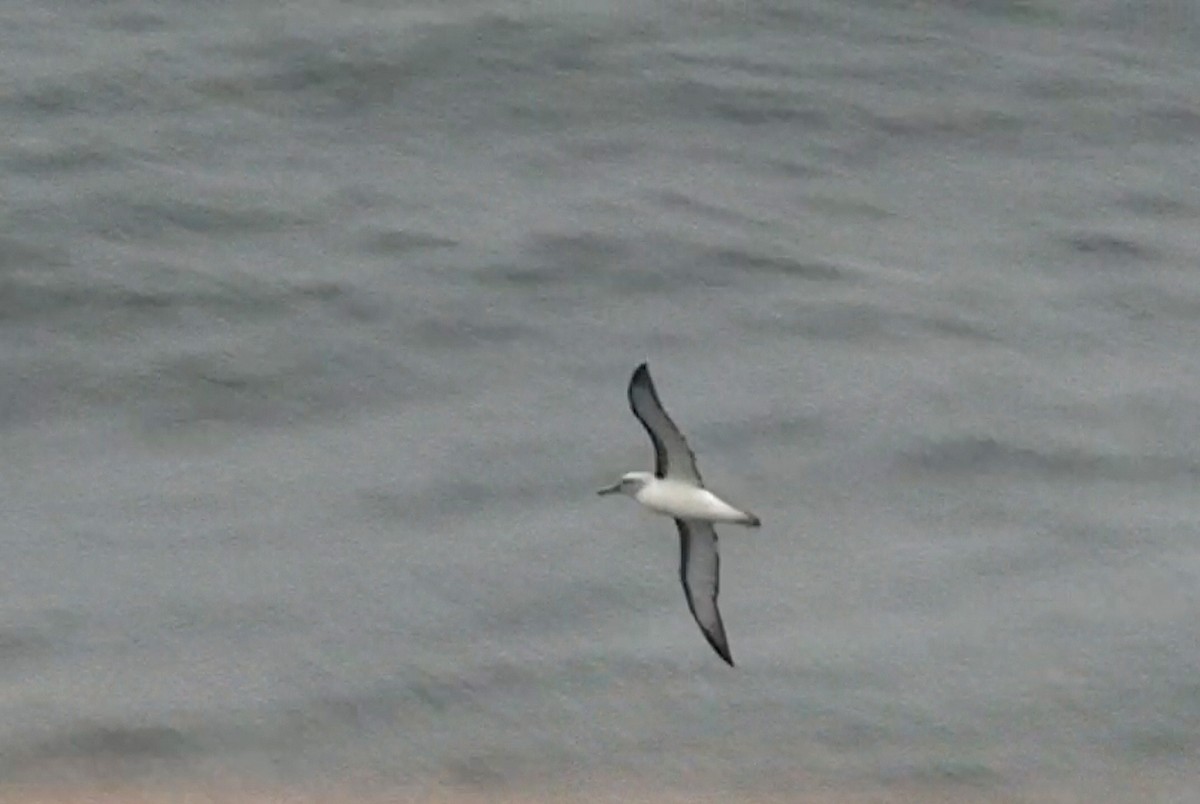 Buller's Albatross - ML646288745
