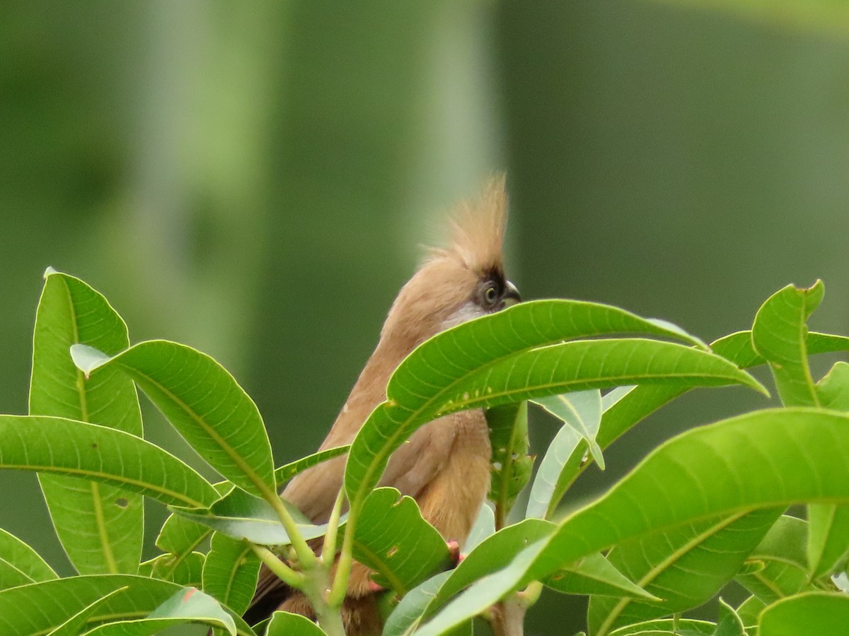 Speckled Mousebird - ML646288746
