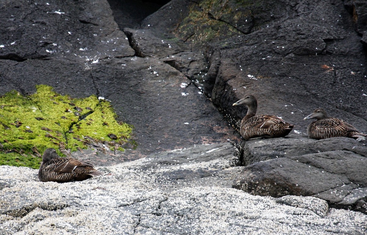 Common Eider - ML646288748