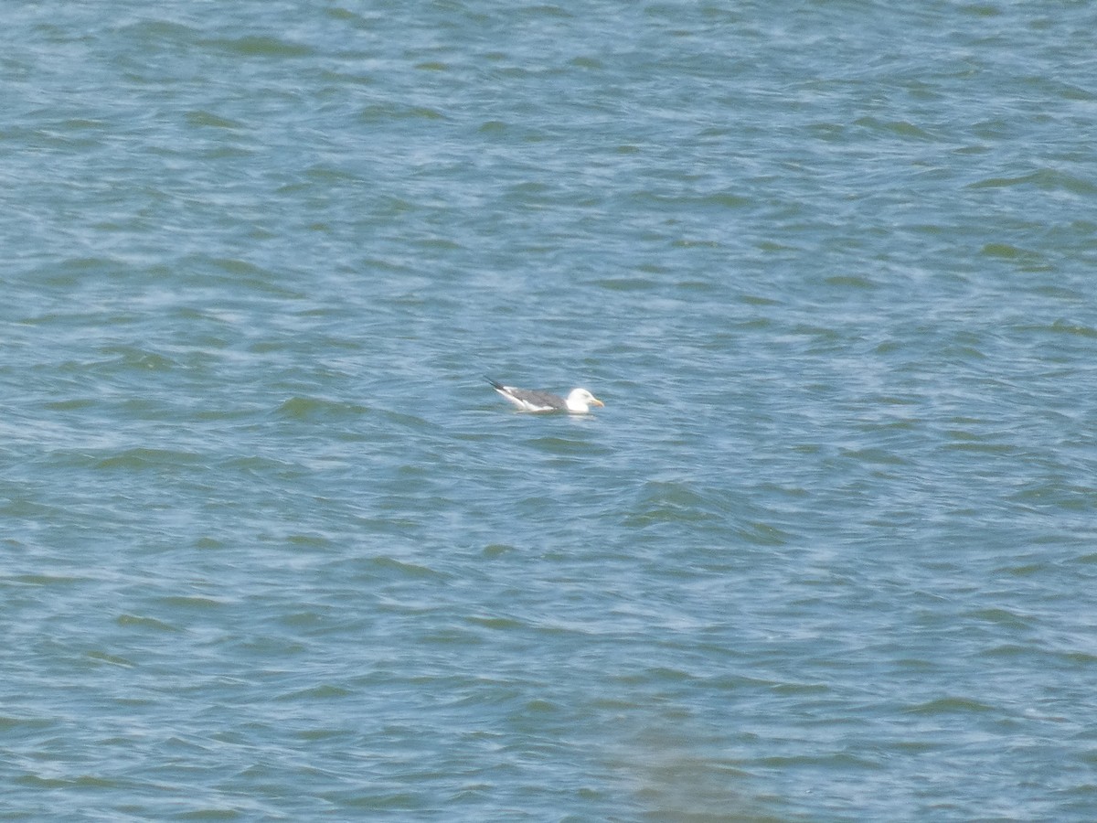 Yellow-legged Gull - ML646288749
