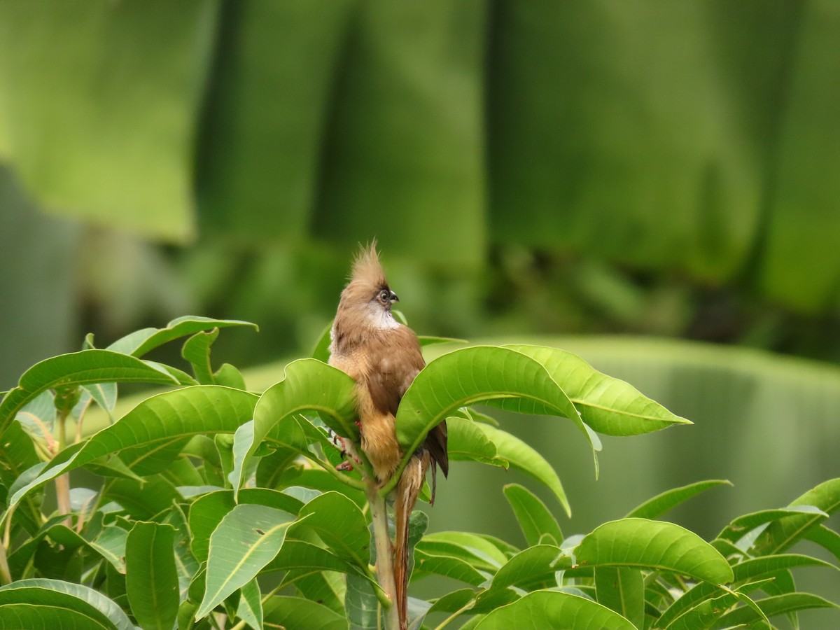 Speckled Mousebird - ML646288750