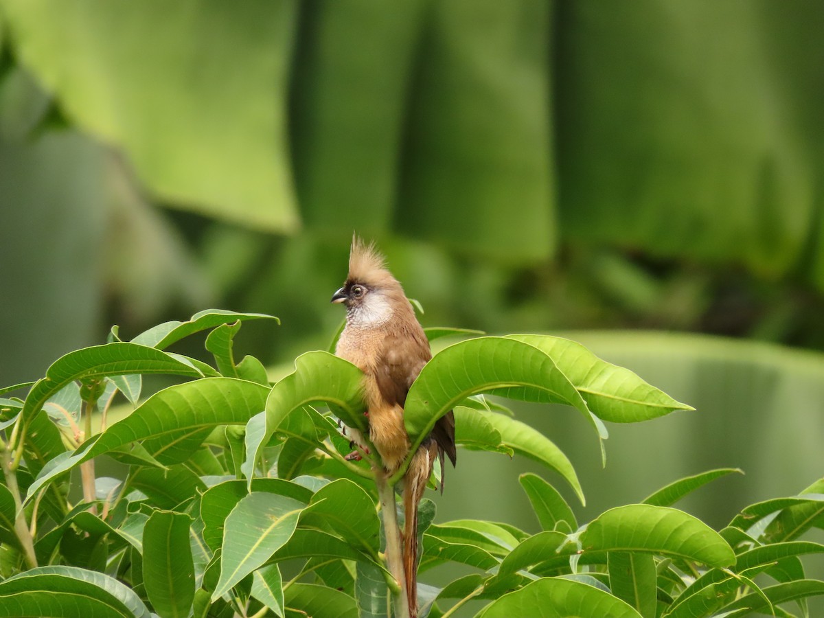 Speckled Mousebird - ML646288751