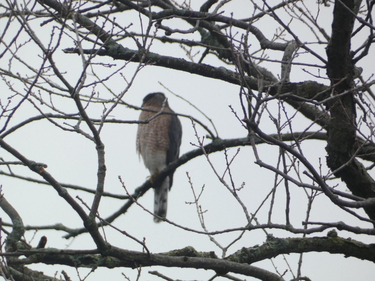 Cooper's Hawk - ML646288752