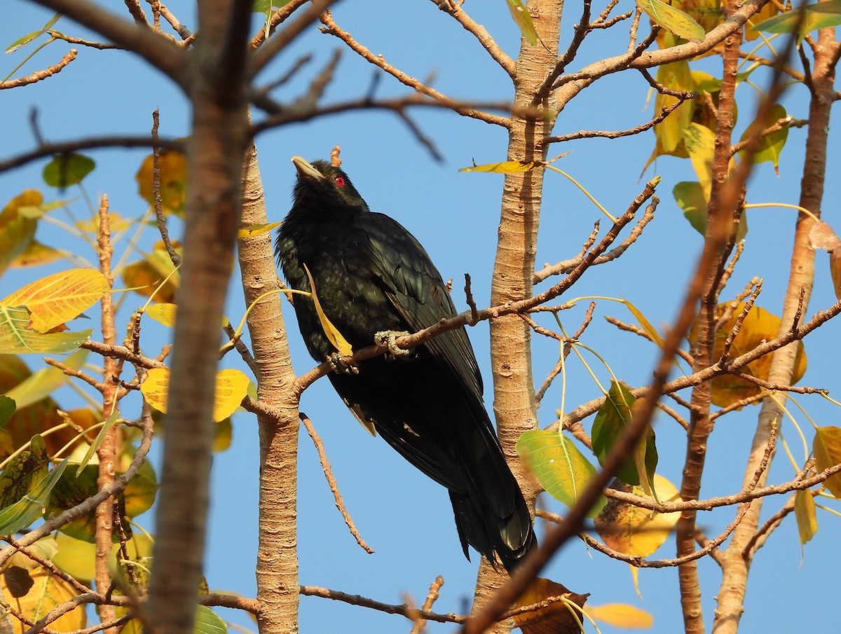 Asian Koel - ML646288754