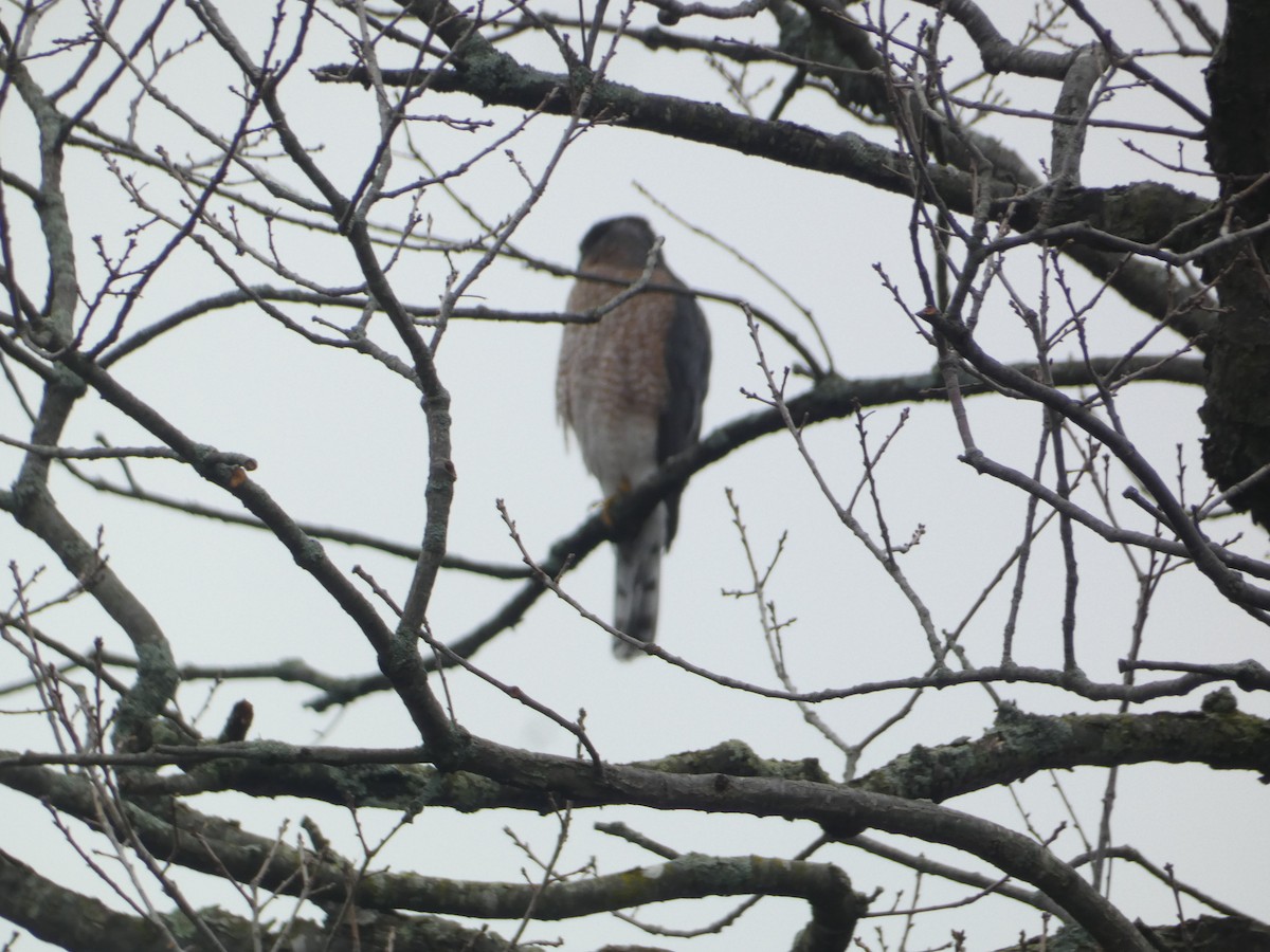 Cooper's Hawk - ML646288755