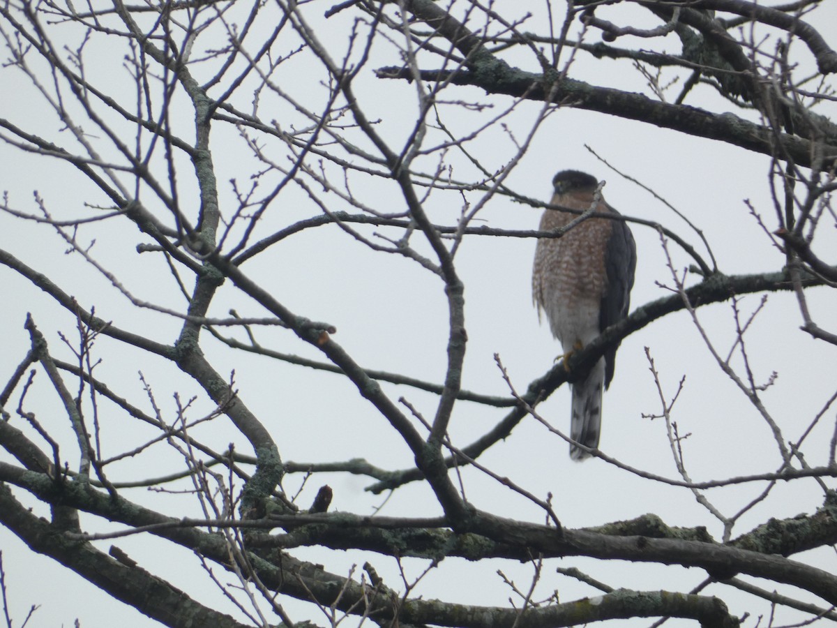 Cooper's Hawk - ML646288758