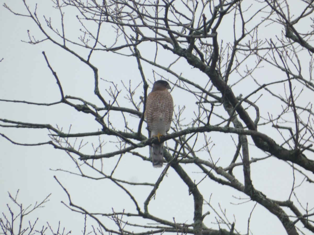 Cooper's Hawk - ML646288761