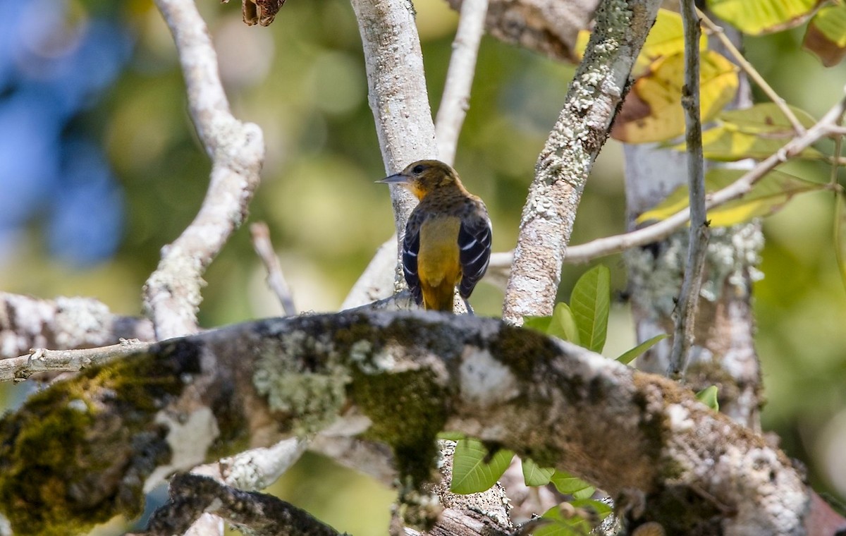 Балтиморский трупиал - ML646288762