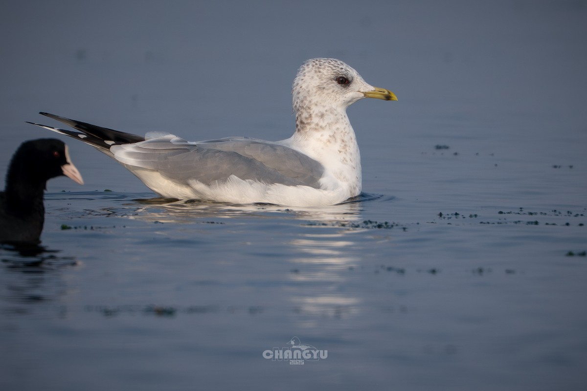 Common Gull (Kamchatka) - ML646288763