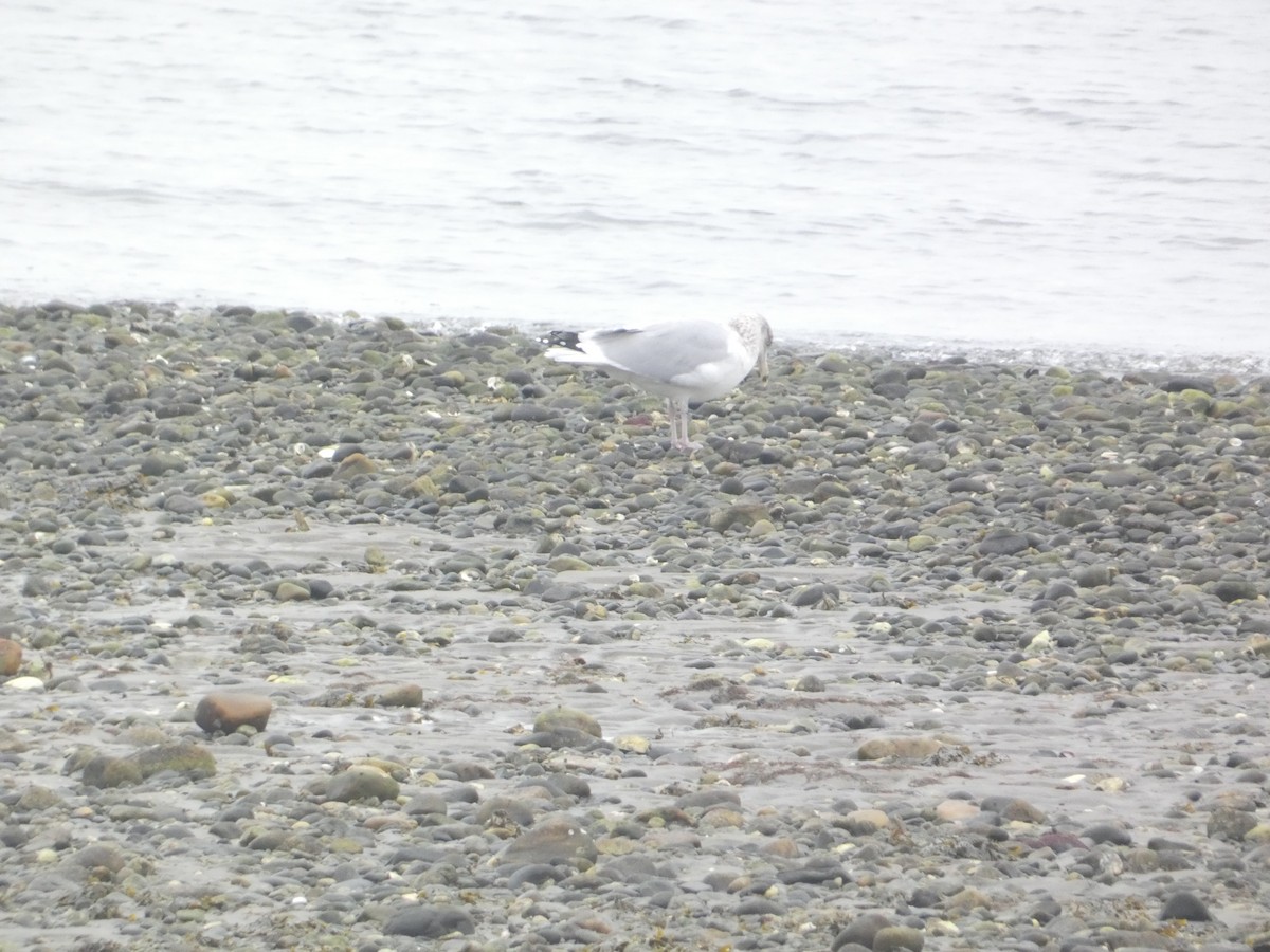 American Herring Gull - ML646288766