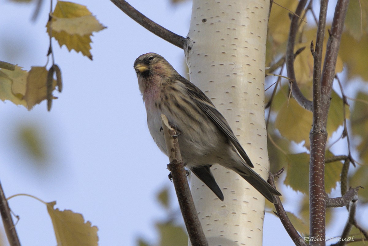 Redpoll - ML646288767