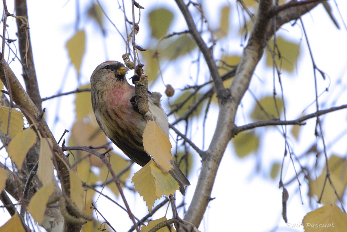 Redpoll - ML646288768