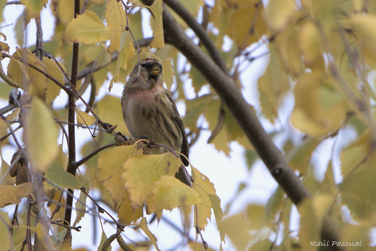 Redpoll - ML646288769