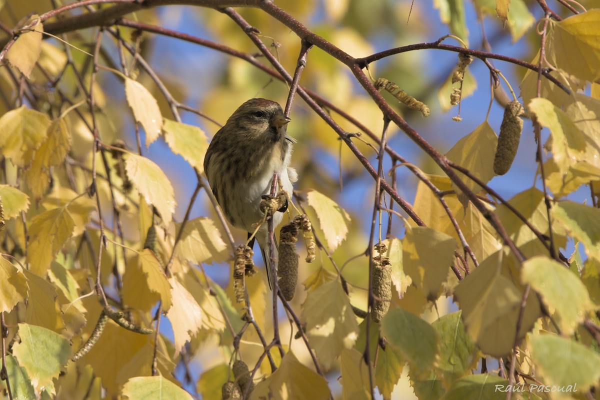 Redpoll - ML646288770