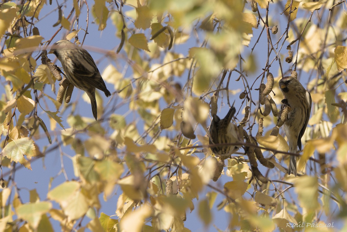 Redpoll - ML646288771