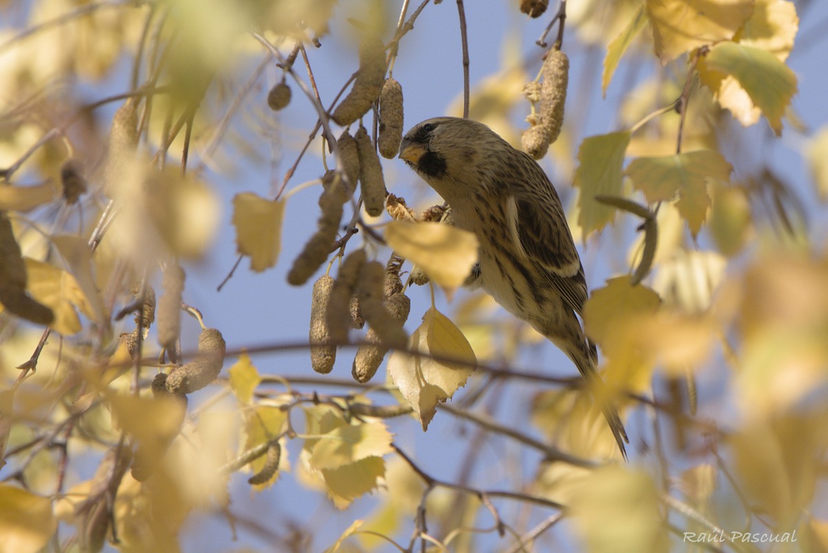Redpoll - ML646288772