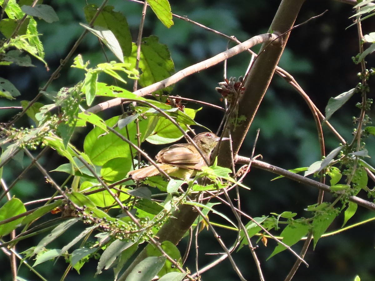 Terrestrial Brownbul - ML646288773